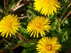 Blume
