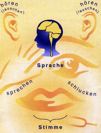 Sprache: Hren, Sprechen, Schlucken, Stimme